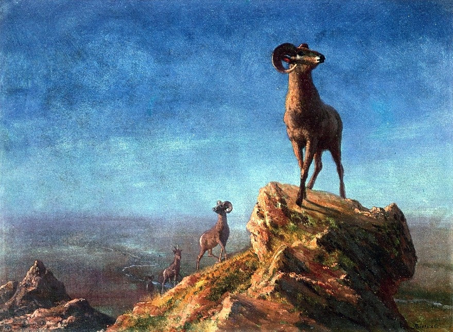 Albert Bierstadt Rocky Mountain Big Horns - Canvas Print
