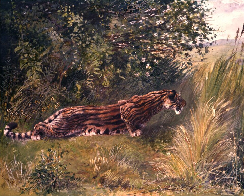 Charles R. Knight Hoplophoneus - Canvas Print