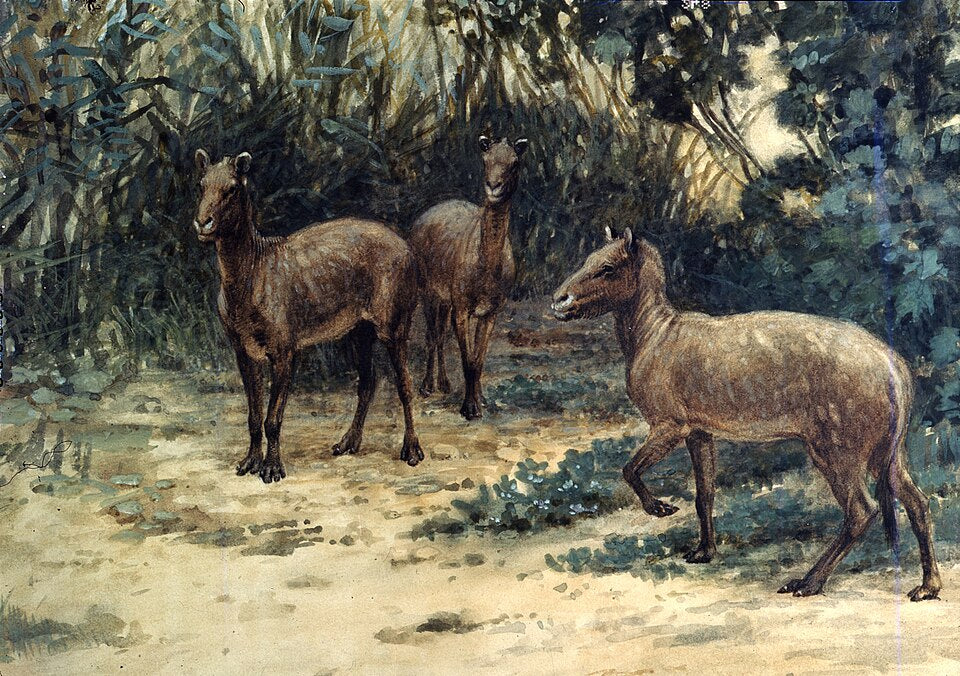 Charles R. Knight Eohippus - Canvas Print