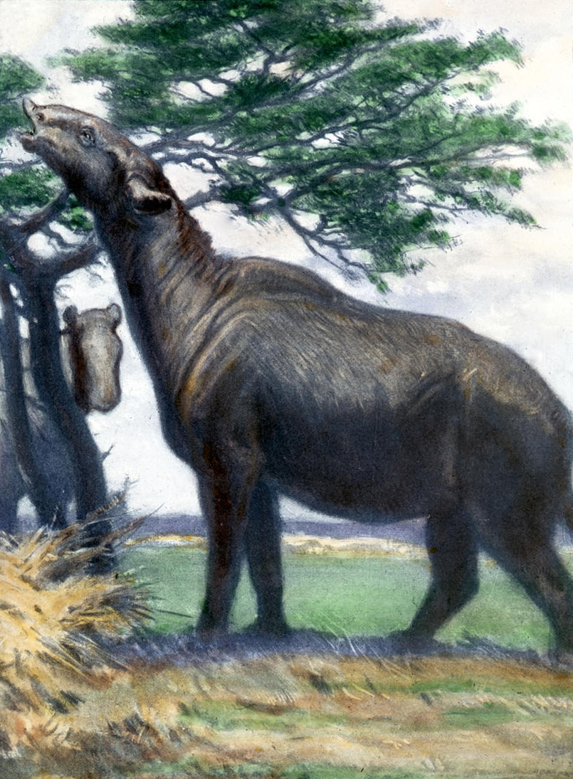 Charles R. Knight Paraceratherium - Canvas Print
