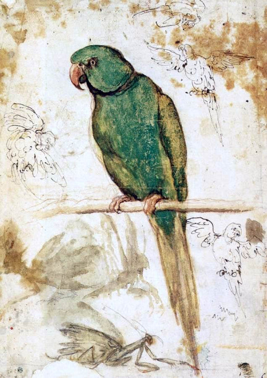 Giovanni Da Udine Study of a Parrot - Canvas Print