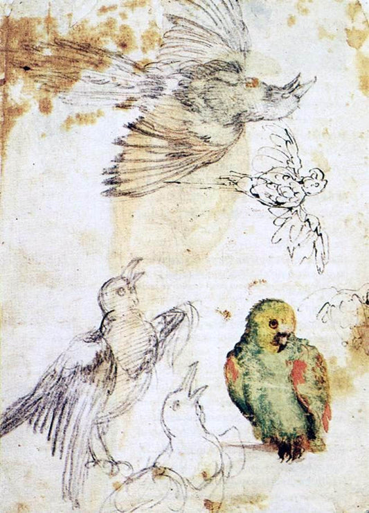 Giovanni Da Udine Study of a Parrot and Other Birds - Canvas Print