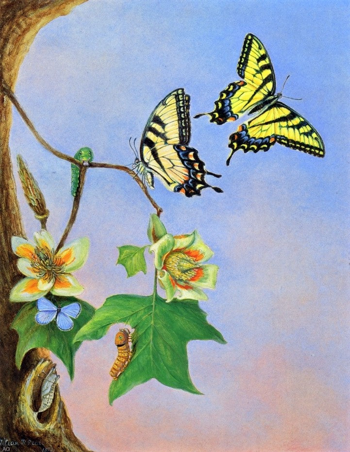 II Titian Ramsey Peale Butterflies (also known as Papilio Turnus) - Canvas Print