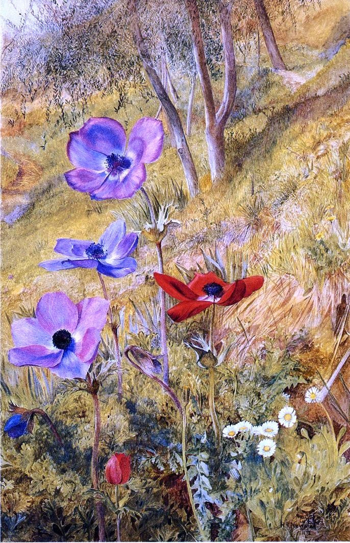 Henry Roderick Newman Anemones - Canvas Print