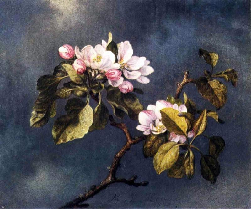 Martin Johnson Heade Apple Blossoms - Canvas Print