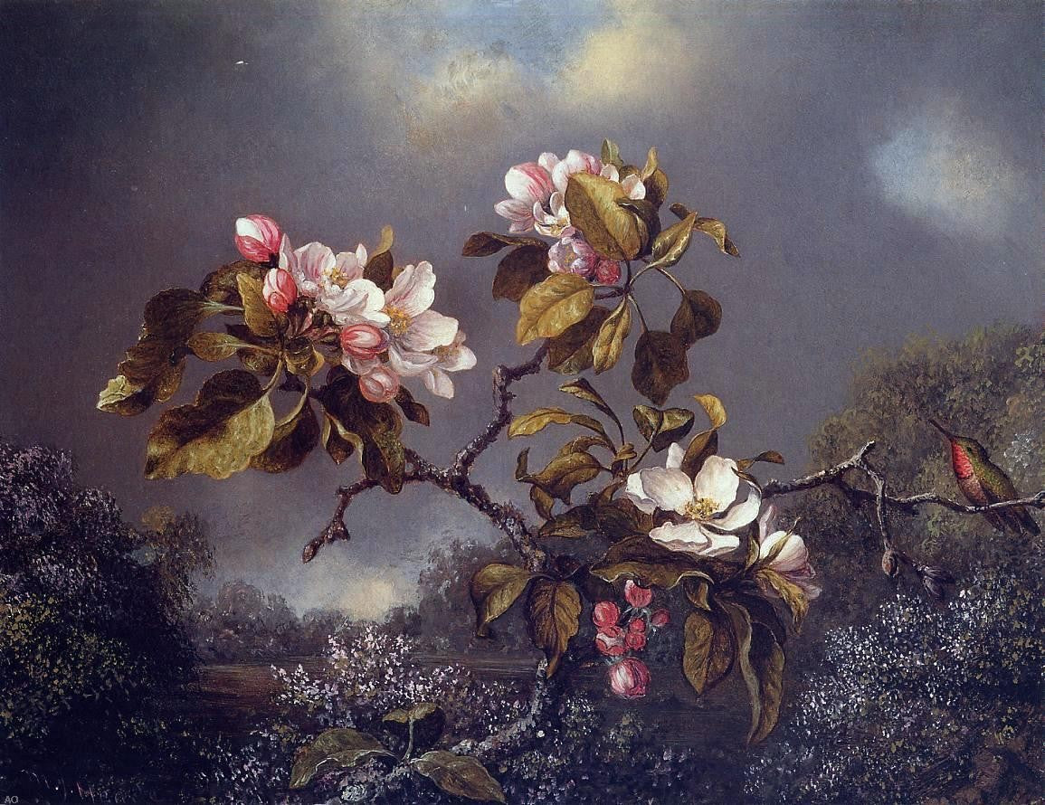 Martin Johnson Heade Apple Blossoms and Hummingbird - Canvas Print