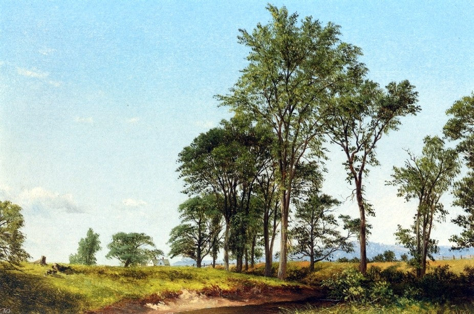 David Johnson Young Elms - Canvas Print