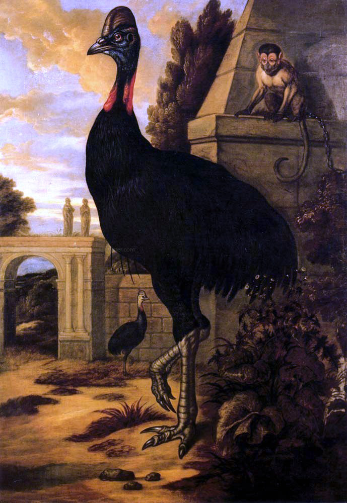 Francis Barlow A Cassowary - Canvas Print
