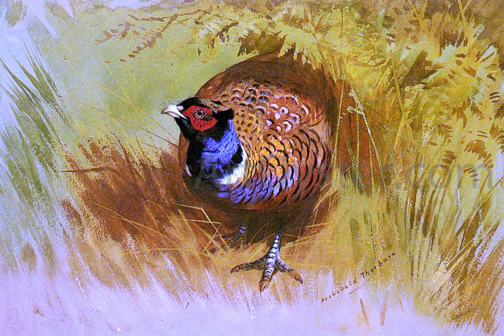 Archibald Thorburn A Cock Pheasant - Canvas Print