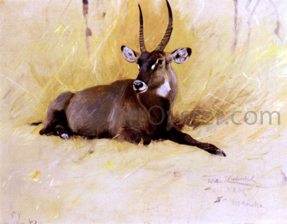 Wilhelm Kuhnert A Common Waterbuck - Canvas Print