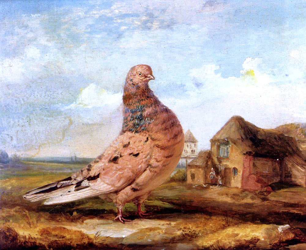 James Ward A Fancy Pigeon - Canvas Print