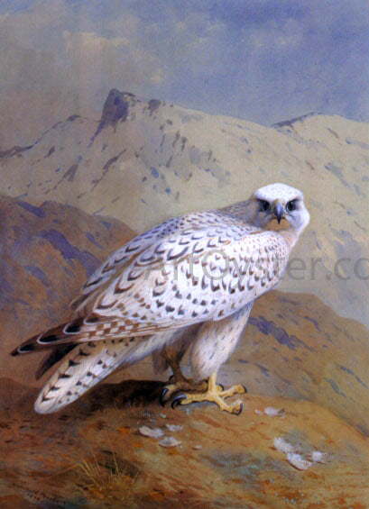 Archibald Thorburn A Greenland, or Gyr Falcon - Canvas Print