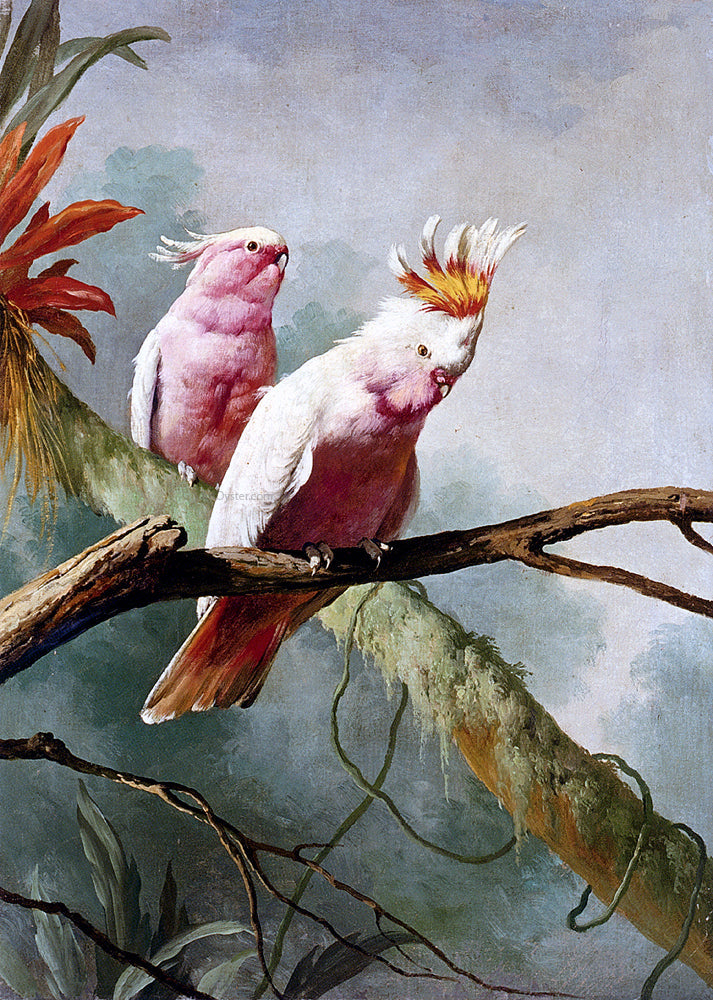 Jacques Barraban A Pair Of Leadbeaters Cockatoos - Canvas Print