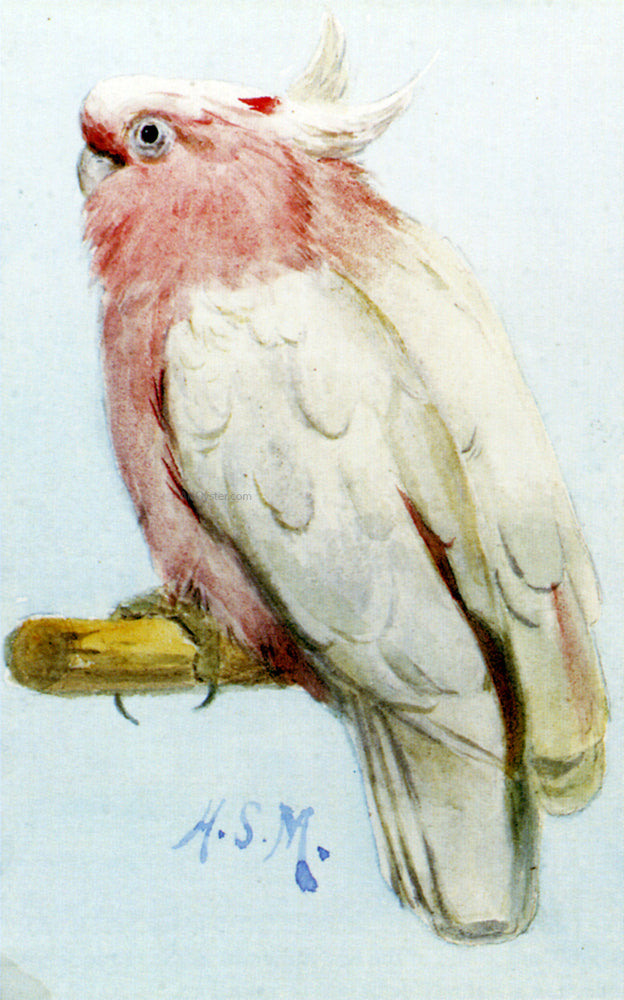 Henry Stacy Marks A Pair Of Leadbetter Cockatoos - Canvas Print
