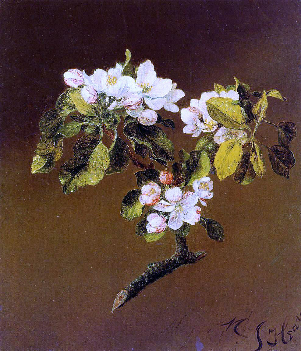 Martin Johnson Heade Spray of Apple Blossoms - Canvas Print