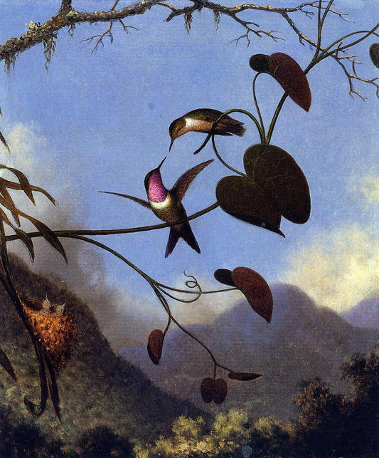 Martin Johnson Heade Amethyst Woodstar - Canvas Print