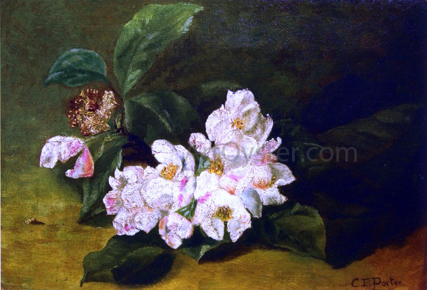 Charles Ethan Porter Apple Blossoms on a Ledge - Canvas Print