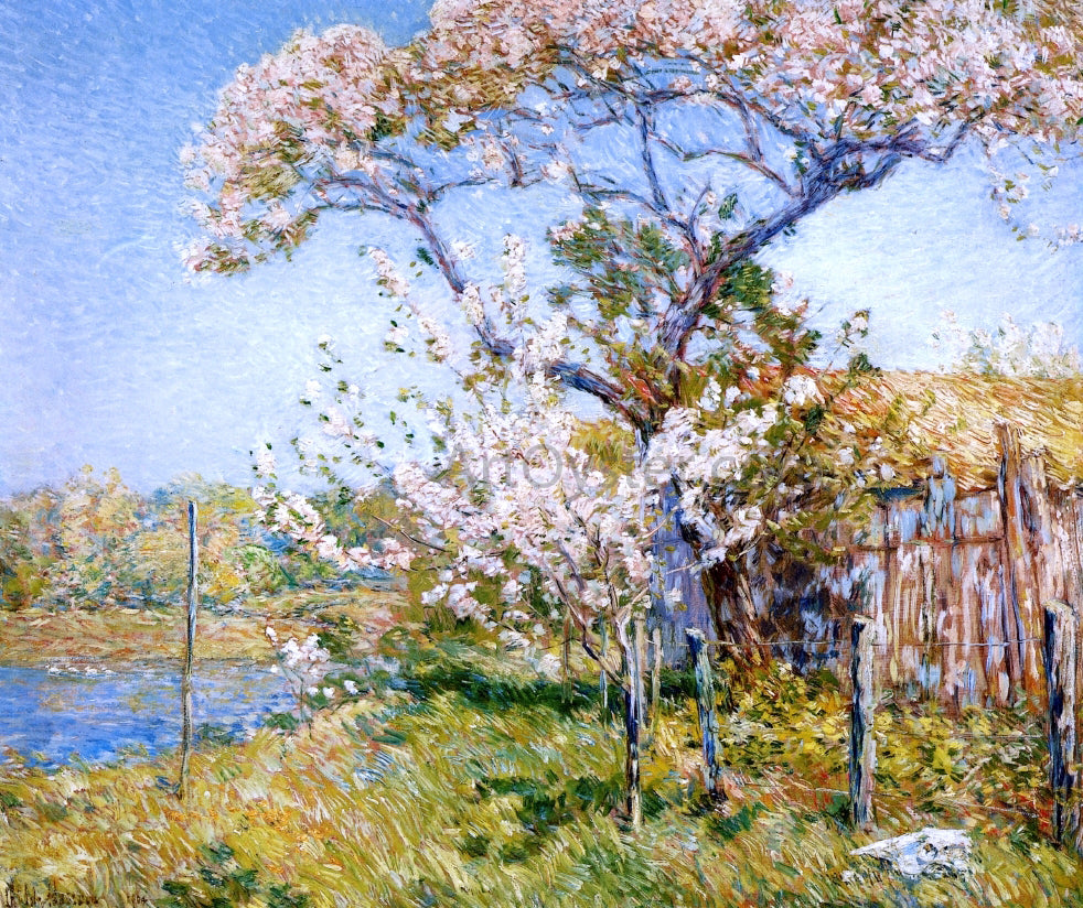 Frederick Childe Hassam Apple Trees in Bloom, Old Lyme - Canvas Print