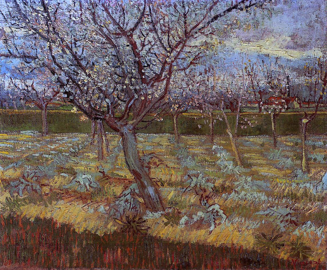 Vincent Van Gogh Apricot Tree in Bloom - Canvas Print