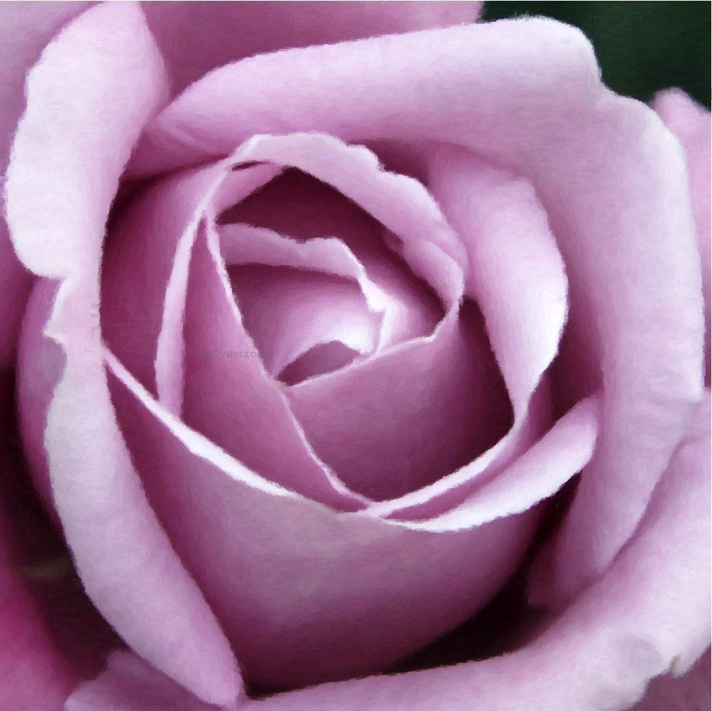 Our Original Collection Beautiful Purple Rose - Canvas Print