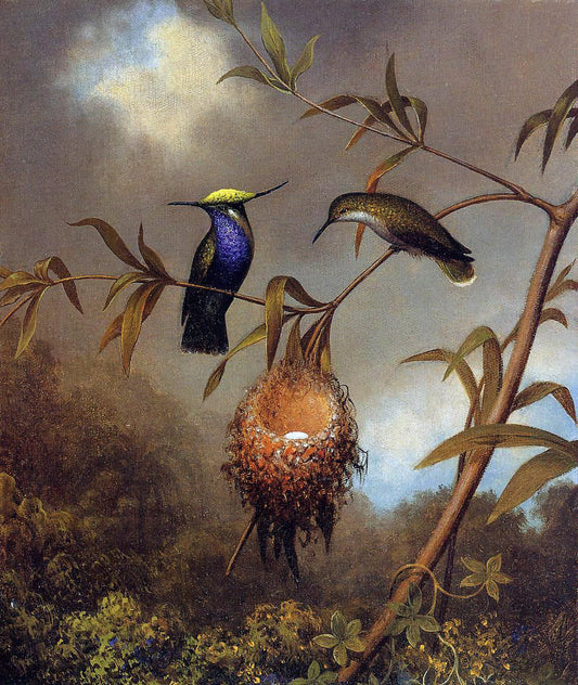 Martin Johnson Heade Black-Breasted Plovercrest - Canvas Print