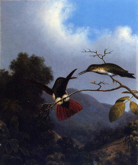 Martin Johnson Heade Black-Throated Mango - Canvas Print