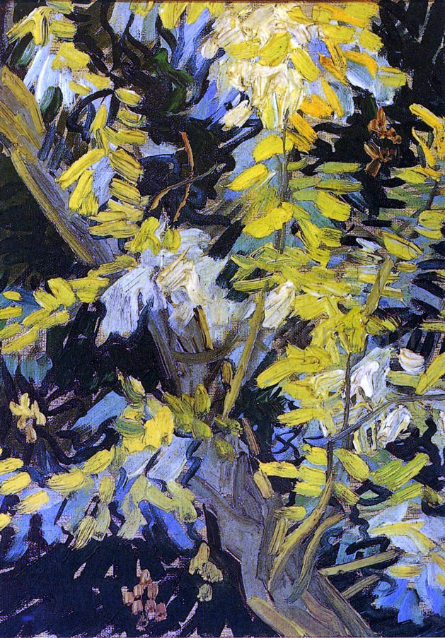 Vincent Van Gogh Blossoming Acacia Branches - Canvas Print