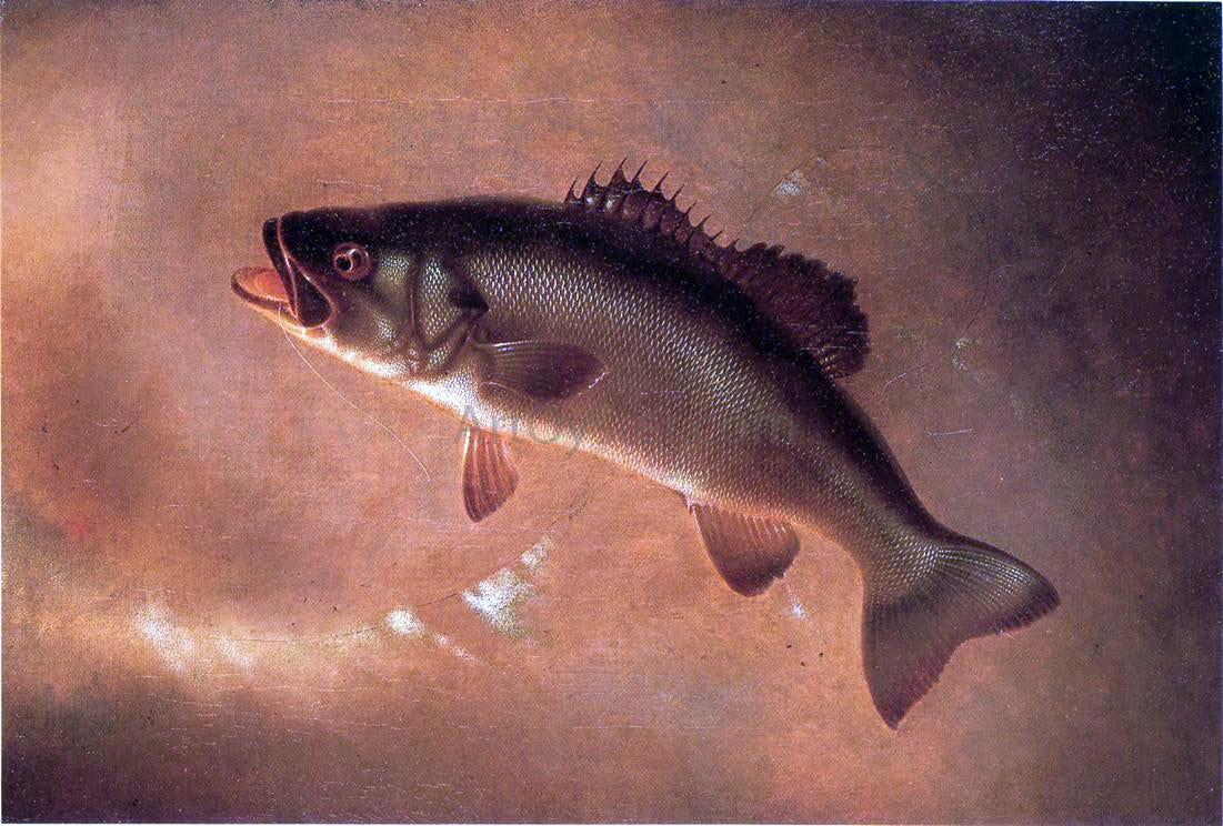Gurdon Trumbull Broadtail Bass - Canvas Print