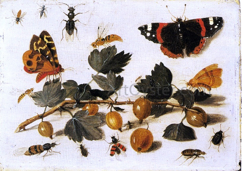 The Elder Jan Van Kessel Butterflies and Insects and a Spray of Gooseberries - Canvas Print