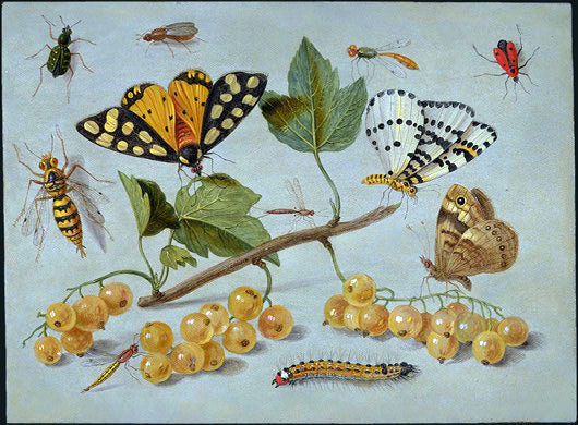 Jan Van I Kessel Butterflies and Insects - Canvas Print