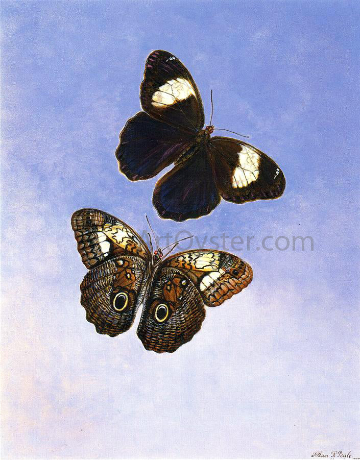 II Titian Ramsey Peale Caligo Martia (Butterflies) - Canvas Print