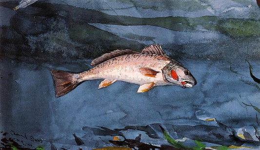 Winslow Homer Channel Bass, Florida - Canvas Print