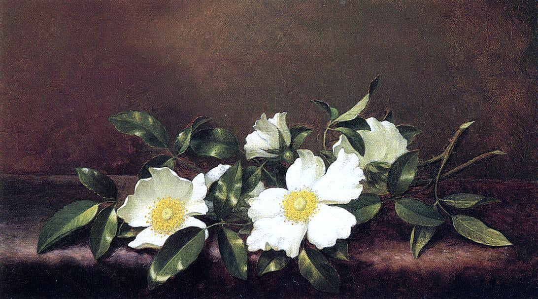 Martin Johnson Heade Cherokee Roses on a Purple Velvet Cloth - Canvas Print