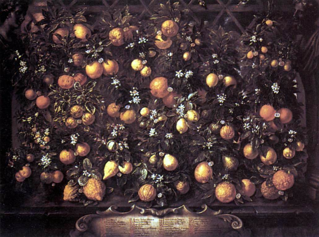 Bartolomeo Bimbi Citrus - Canvas Print