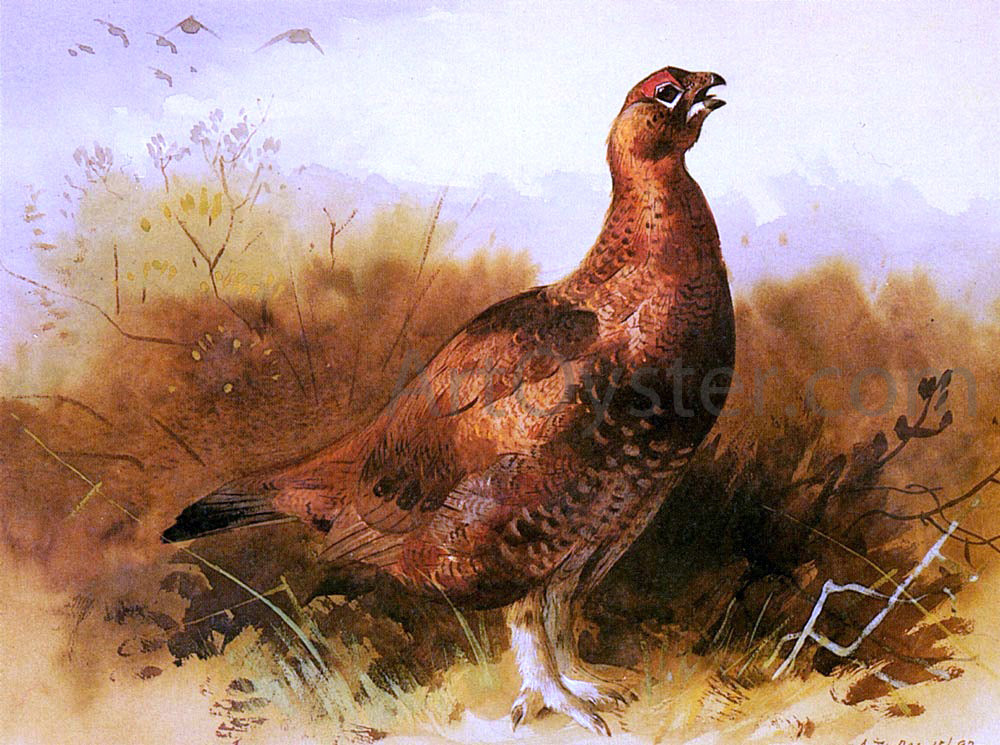 Archibald Thorburn Cock Grouse - Canvas Print