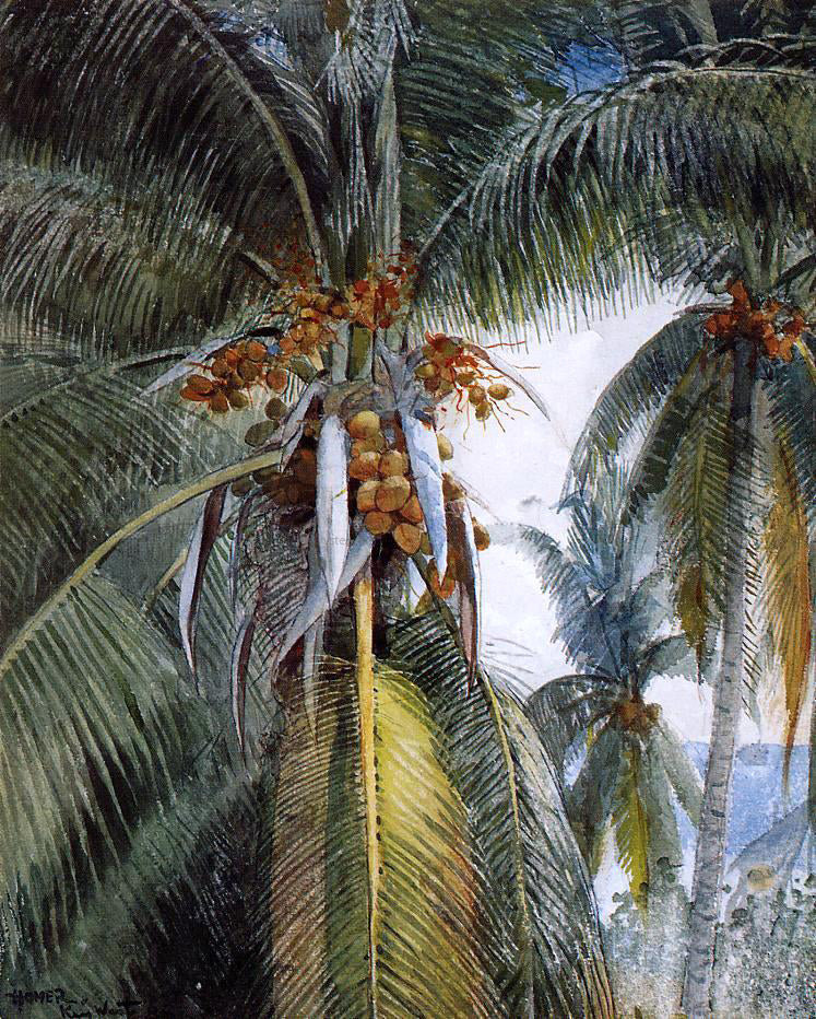 Winslow Homer Coconut Palms, Key West - Canvas Print