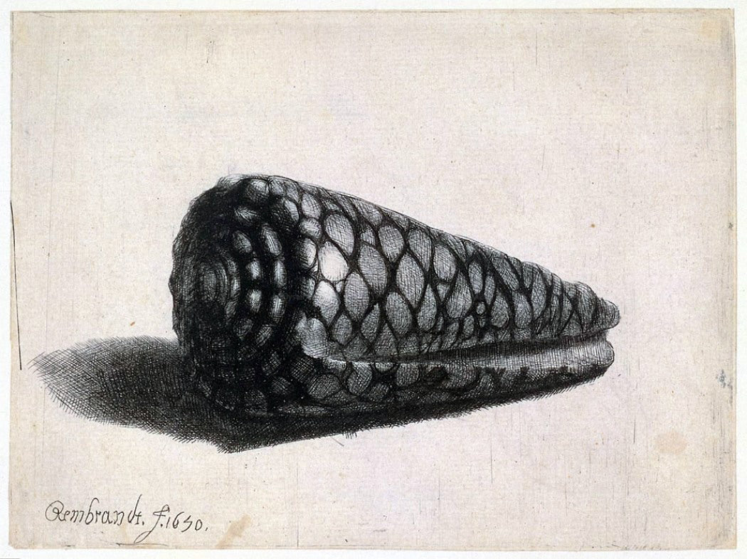Rembrandt Van Rijn The Cone Shell (Conus marmoreus) - Canvas Print