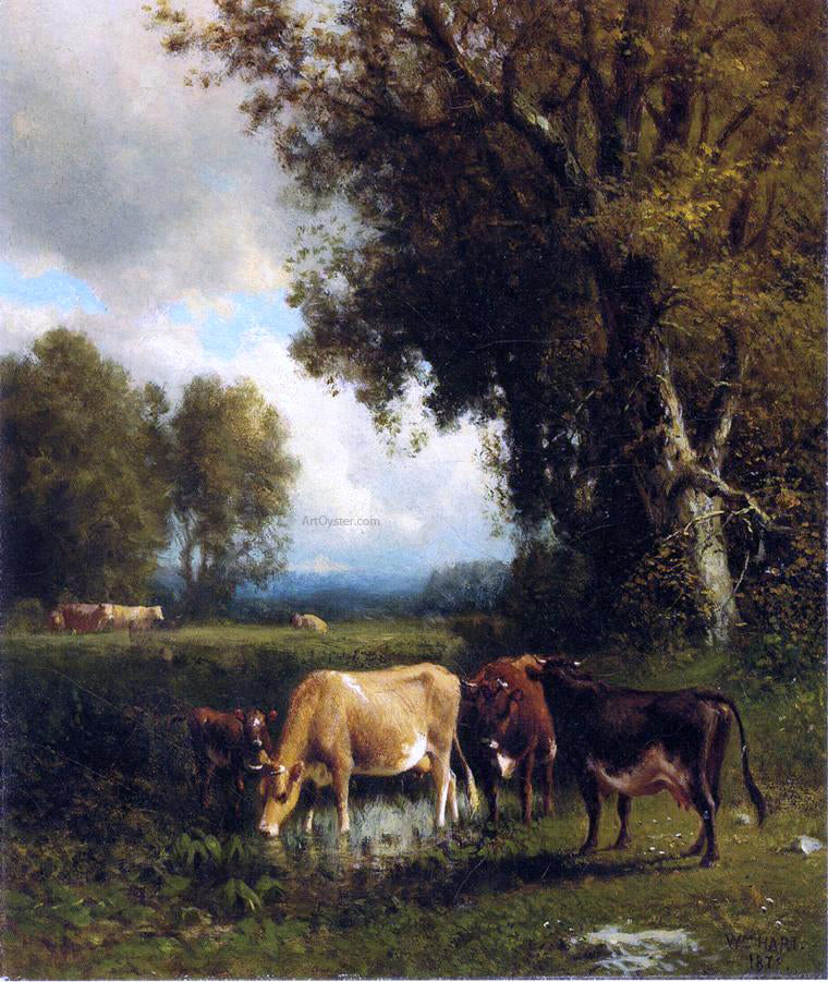 William M Hart Cows in the Meadow - Canvas Print