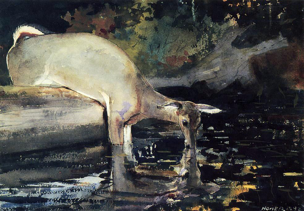 Winslow Homer A Deer Drinking - Canvas Print