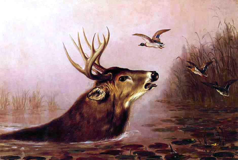 Arthur Fitzwilliam Tait A Deer in Marsh - Canvas Print