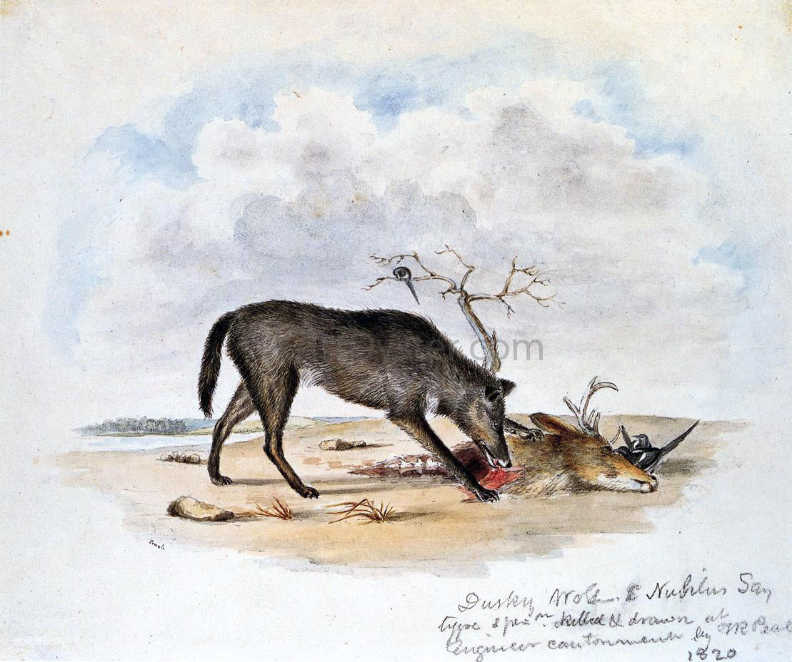 II Titian Ramsey Peale Dusky Wolf (Lupus Nubilus) (also known as Devouring a Mule-Deer Head) - Canvas Print
