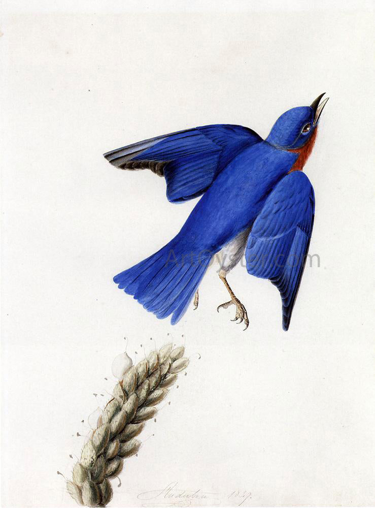 John James Audubon Eastern Bluebird - Canvas Print