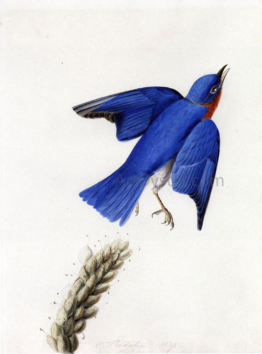 John James Audubon Eastern Bluebird - Canvas Print