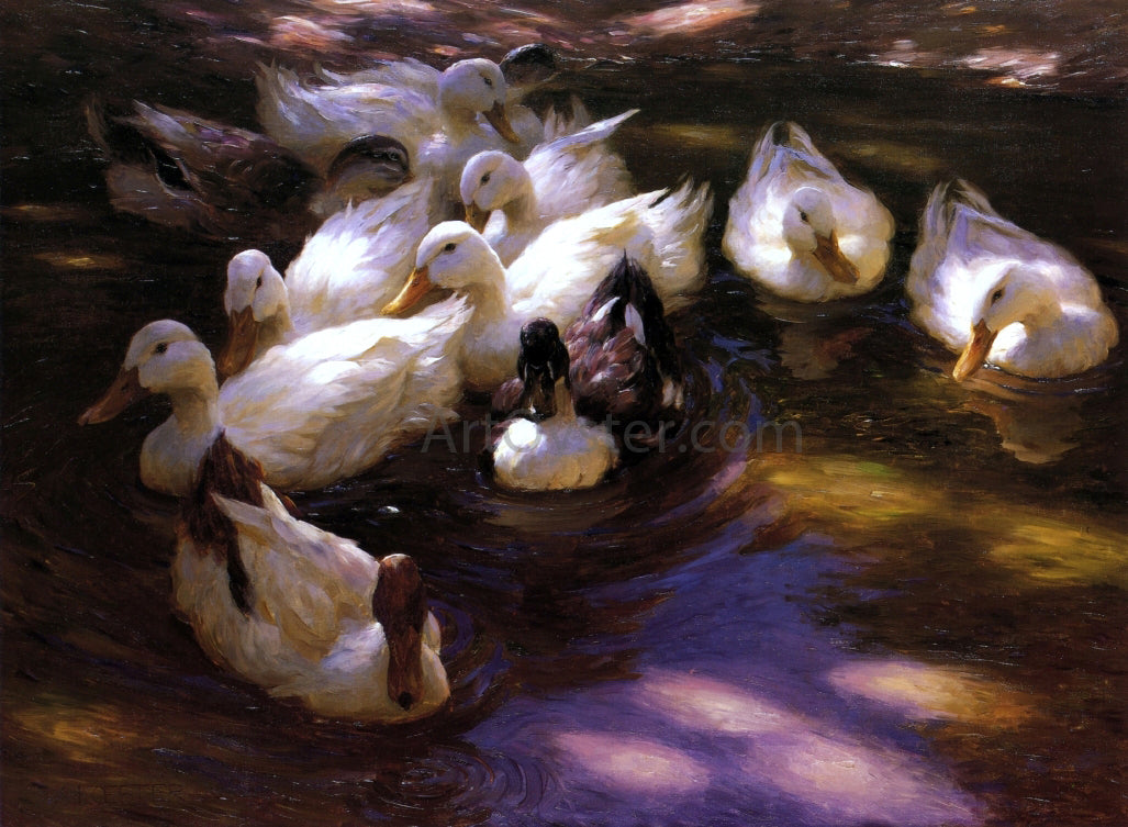 Alexander Koester Eleven Ducks in the Morning Sun - Canvas Print