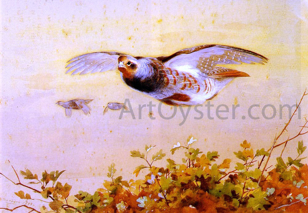 Archibald Thorburn English Partridge In Flight - Canvas Print