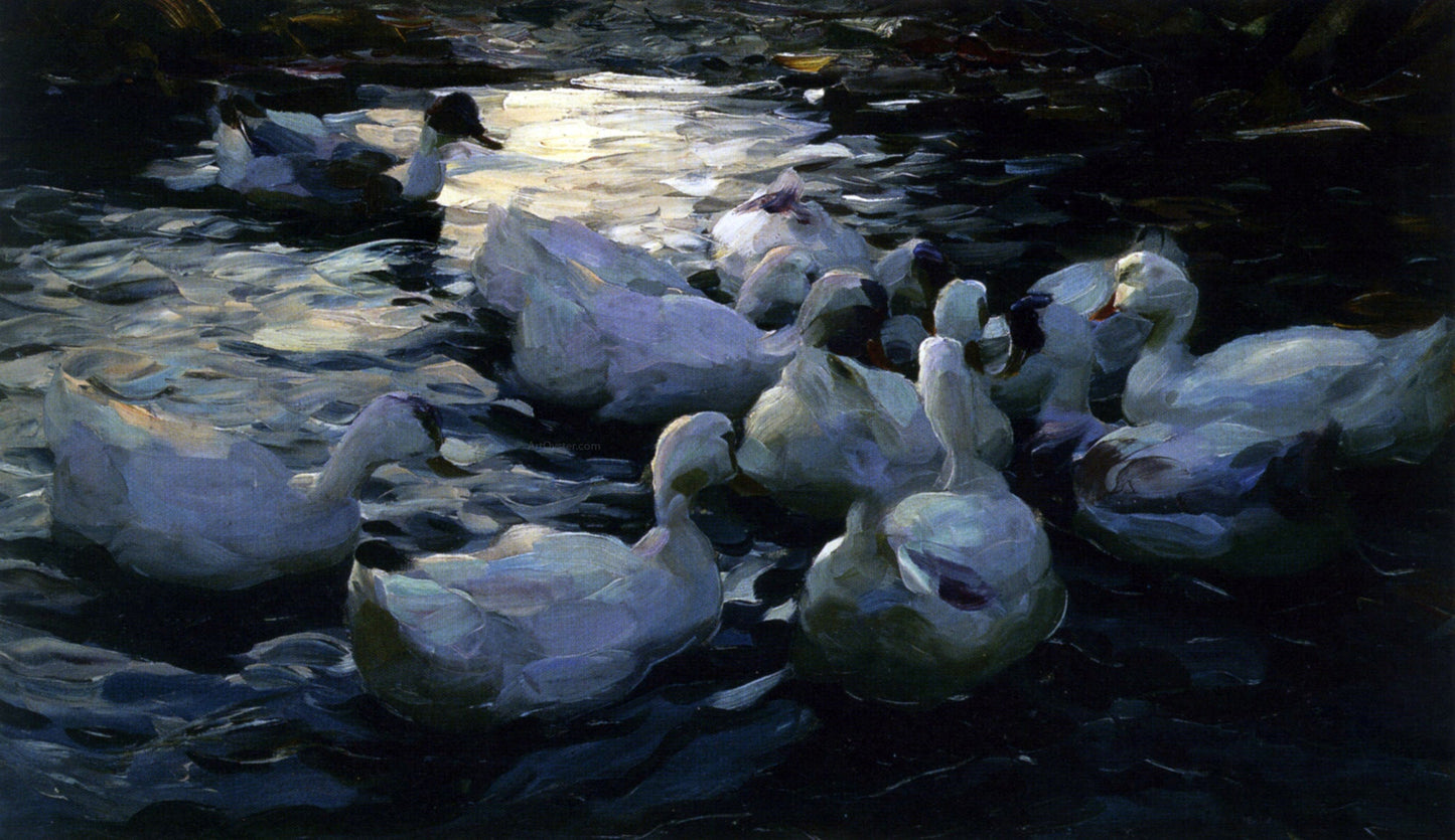 Alexander Koester Enten Im Wasser - Canvas Print