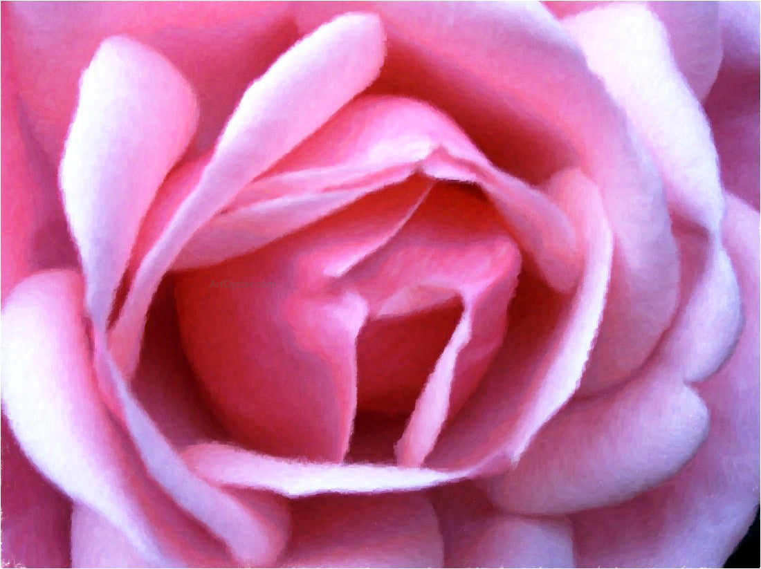 Our Original Collection Exquisite Pink Rose - Canvas Print