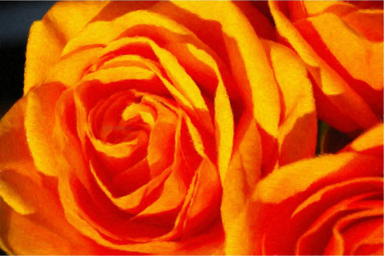 Our Original Collection Fabulous Orange Rose - Canvas Print