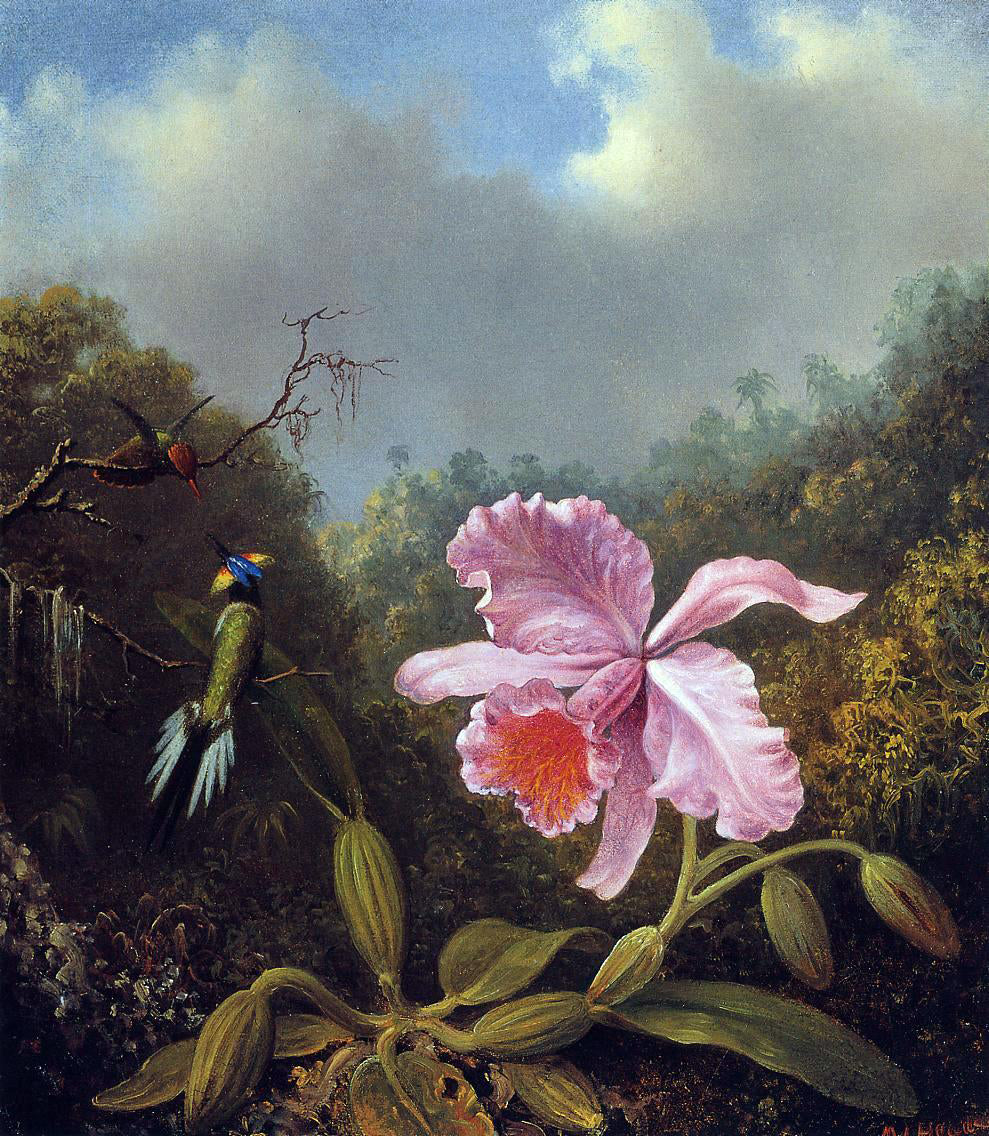 Martin Johnson Heade Fighting Hummingbirds with Pink Orchid - Canvas Print