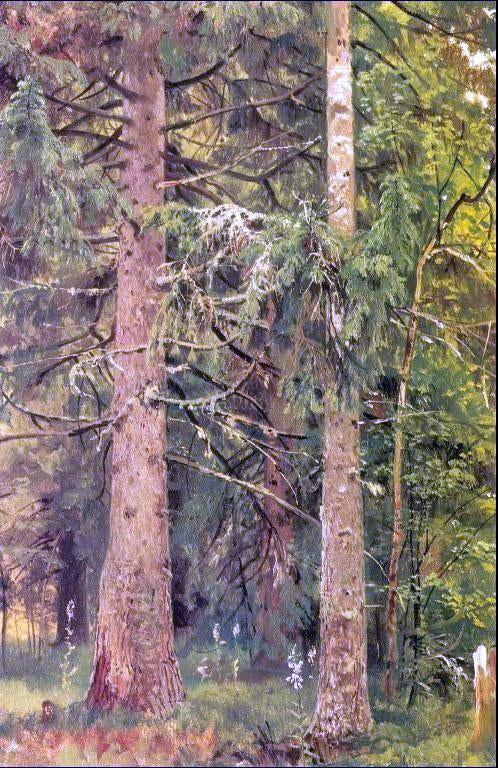 Ivan Ivanovich Shishkin Firry forest (etude) - Canvas Print